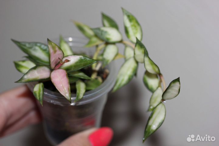 Хойя Lacunosa variegated