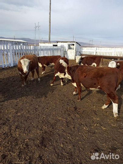 Телят на доращивания а также есть баранина