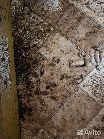 Единая служба дезинфекции