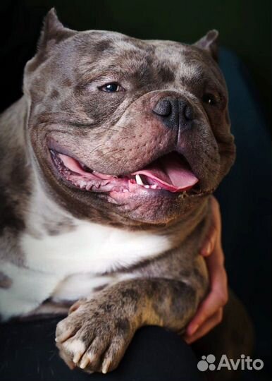 Американский булли вязка