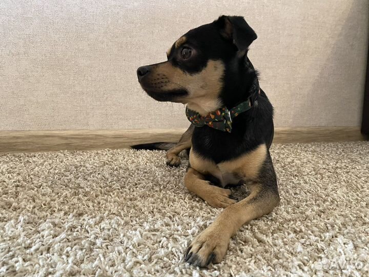 Русский той-терьер вязка