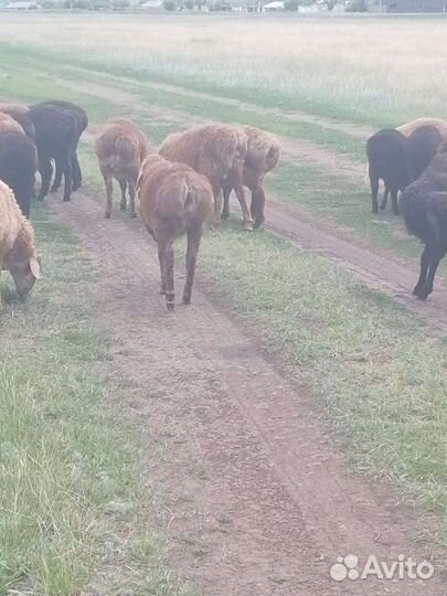 Ярочки и баранчики гиссары