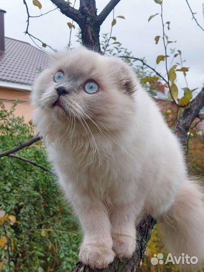 Шотландский кот вязка