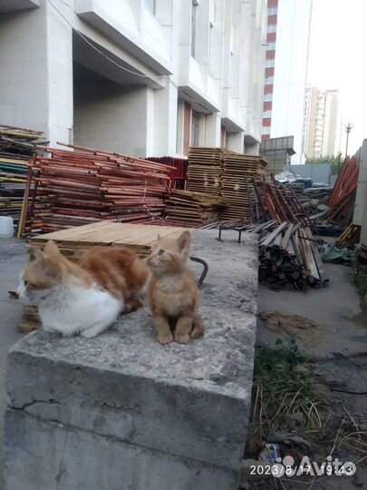 Котенок и мама выживают на стройке