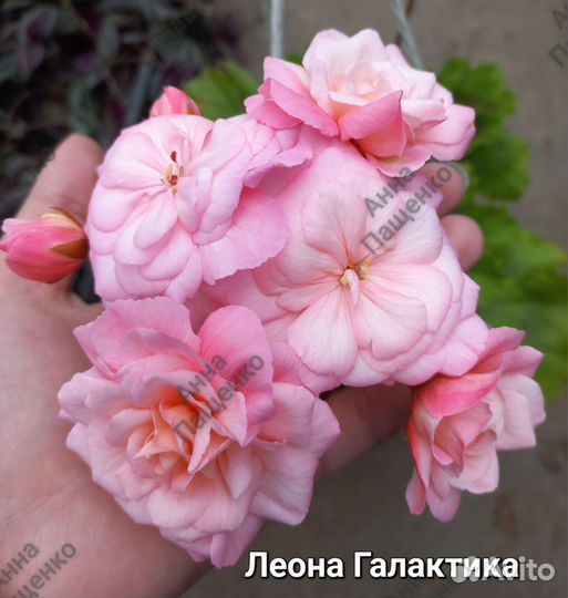 Срезы коллекционная пеларгония