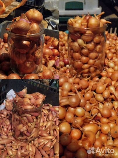 Лук для посадки
