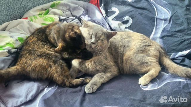 Кошка, просто кошка