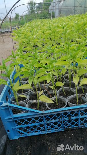 Рассада помидоры перец