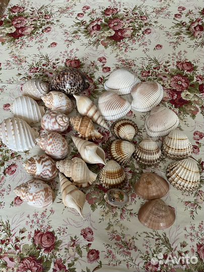 Ракушки для аквариума