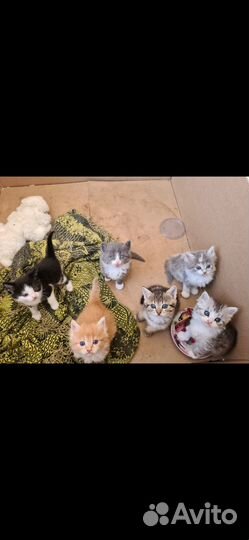 Отдам котят в добрые руки
