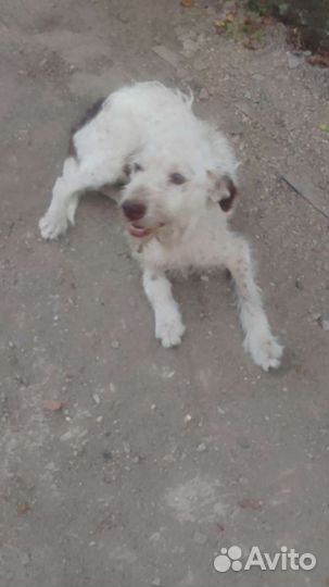 Собака в добрые руки