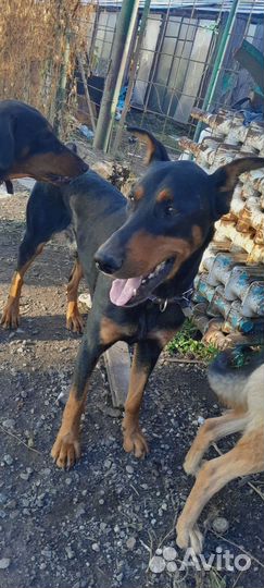 Доберман в добрые руки