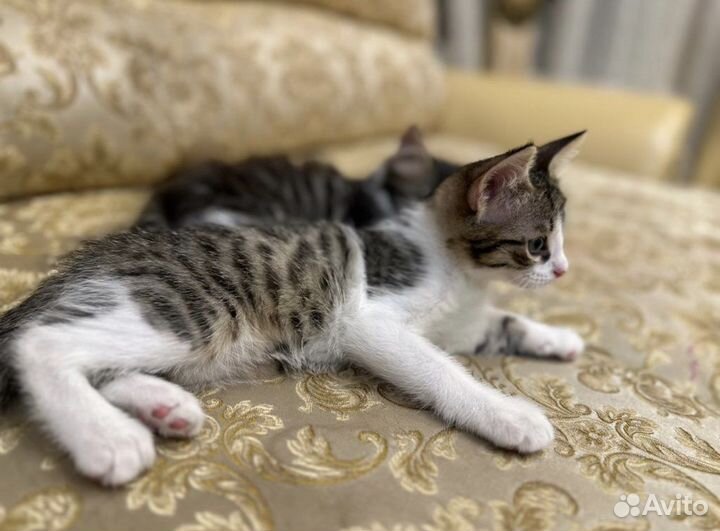 Котята в добрые руки бесплатно