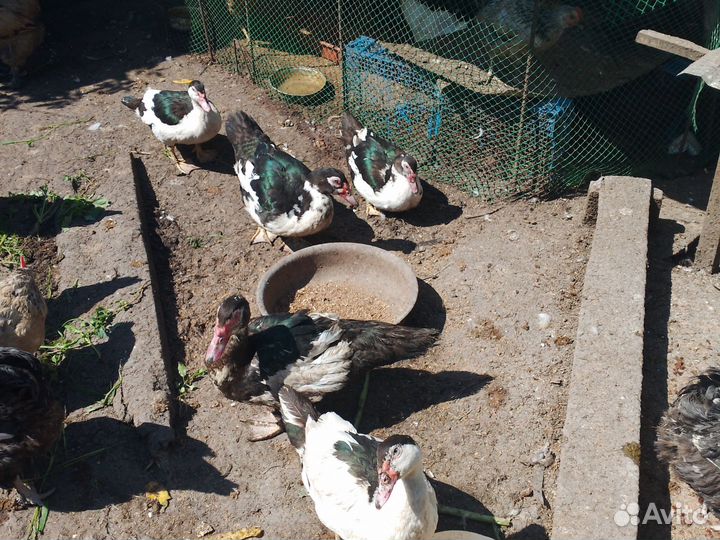 Куры,индоутки