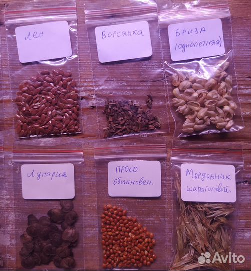 Семена сухоцветов