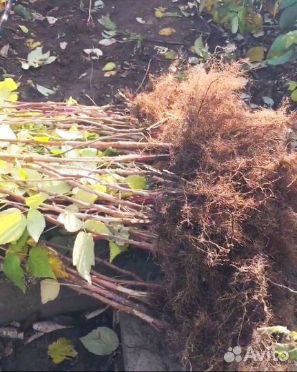 Саженцы малины полька