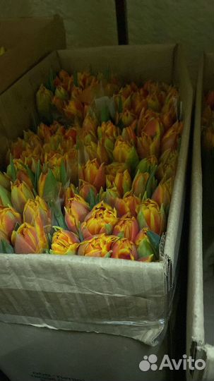 Тюльпаны