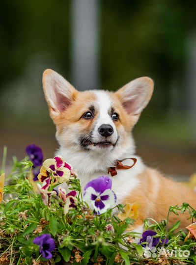 Вельш-корги пемброк девочка