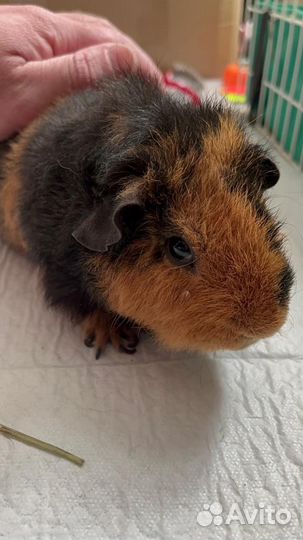 Морские свинки