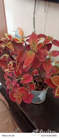 Комнатные цветы