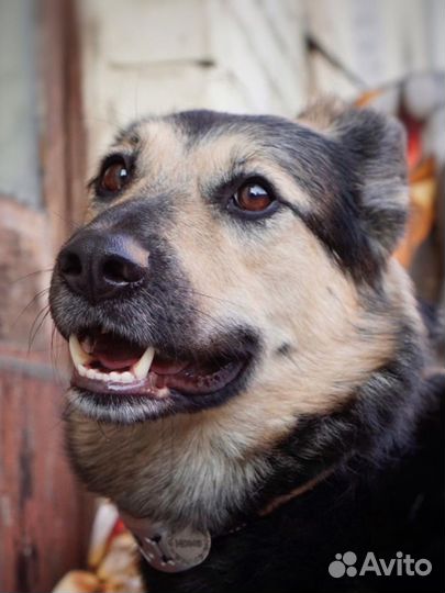 Добрейшая воспитанная собака