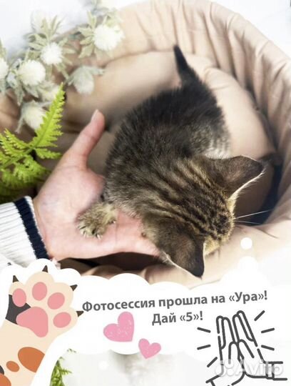 Я Котенок Шалфей, ищу тебя