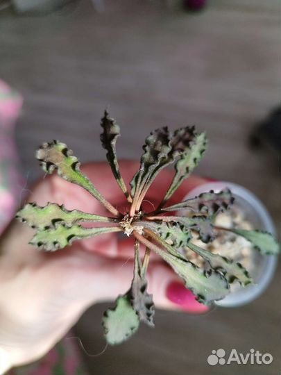 Суккуленты, эуфорбия вар