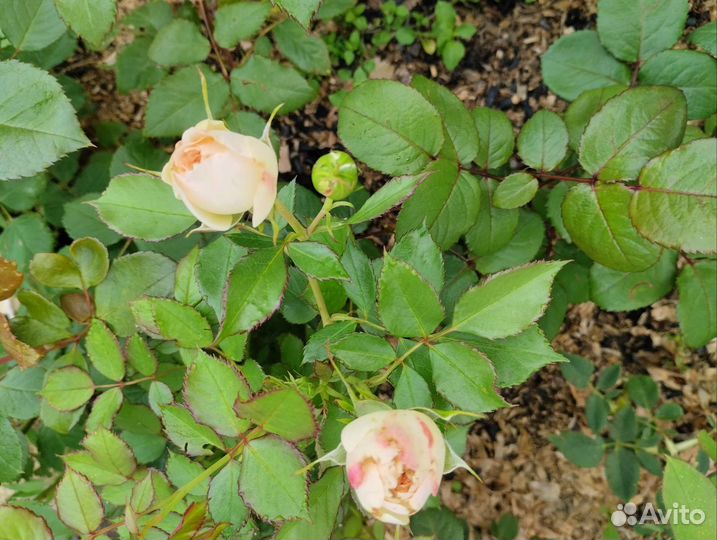 Розы саженцы