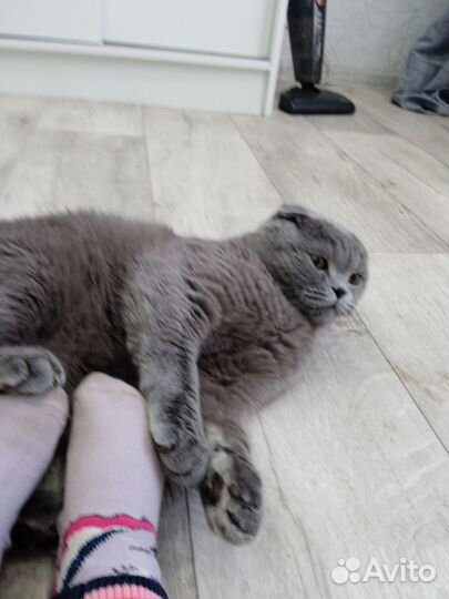 Отдам бесплатно