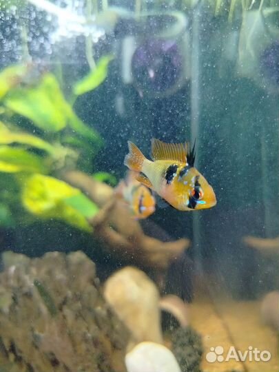 Апистограмма рамирези и брохис изумрудный