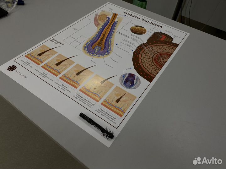 Плакат «Волосы человека»