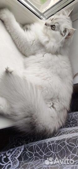 Шотландский прямоухий кот