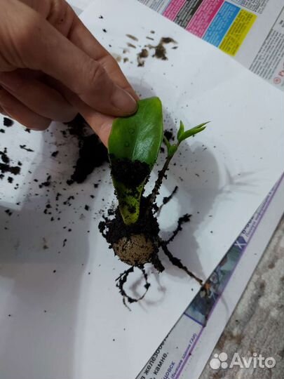 Замиокулькас