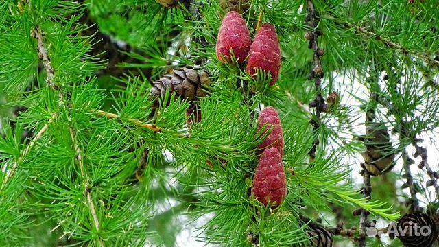 Лиственница приморская