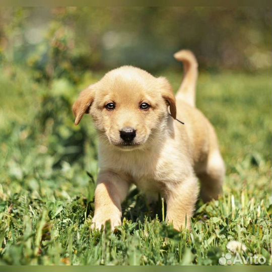 Щеночки, разных окрасов в добрые руки