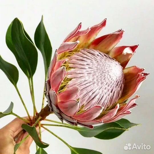 Цветы в подарок