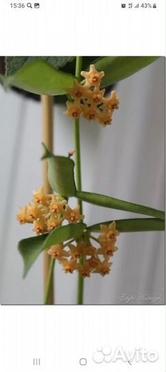 Редкие хойи