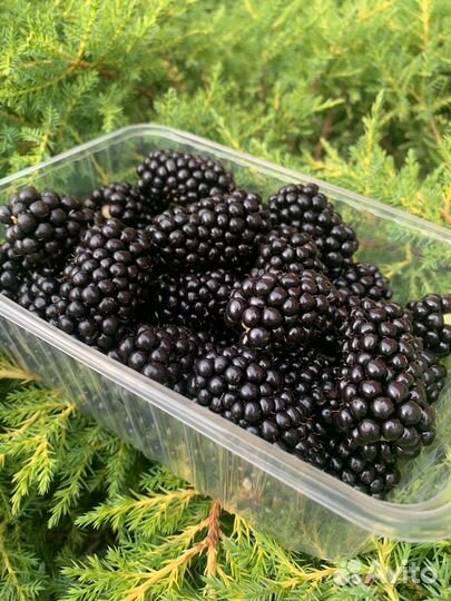 Саженцы ежевики крупноплодной