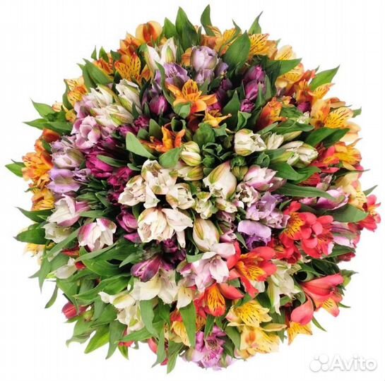 Альстромерия цветы