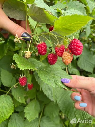 Малина ремонтантная