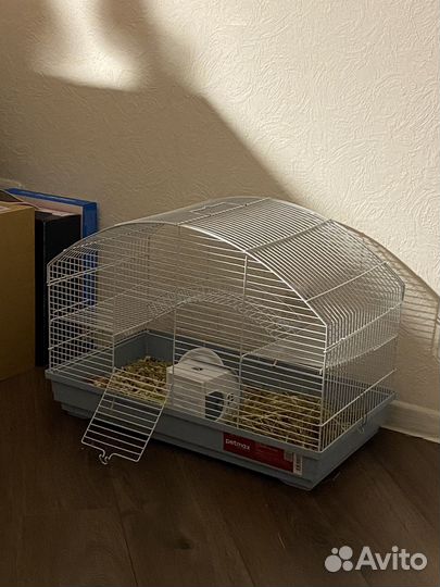 Крысы дамбо