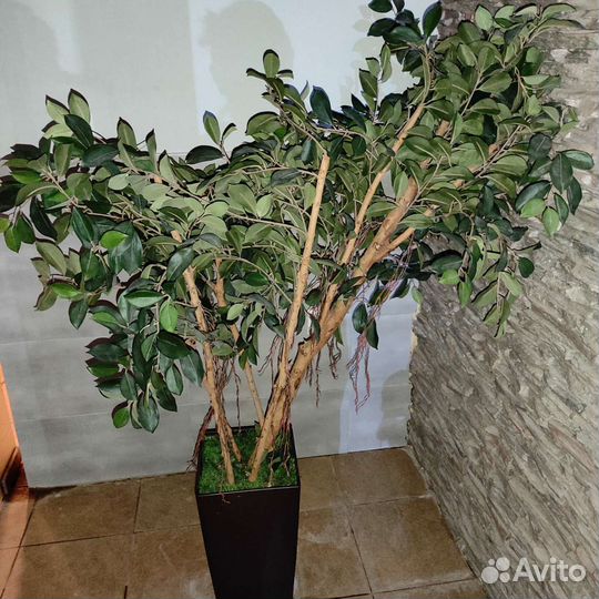 Комнатные цветы шефлера