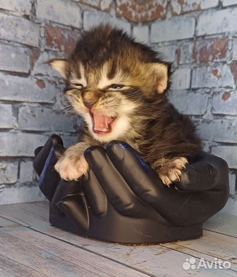 Котята Мейн-кун