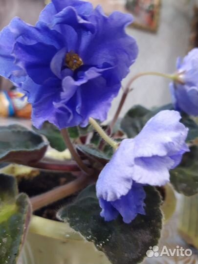 Фиалка сортовая цветущая