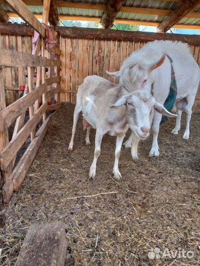 Дойные козы и козел
