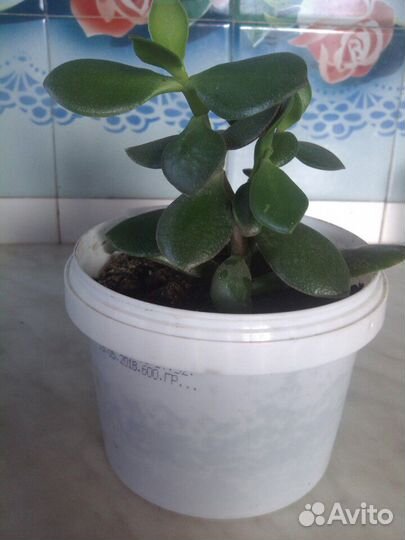 Саженцы цветов