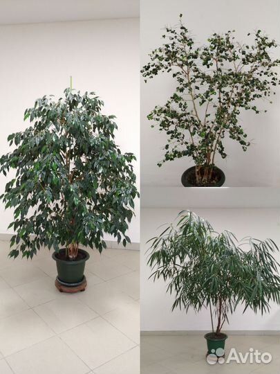 Фикусы крупные