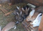 Продаю кроликов молодняк 1,2,3 месяца