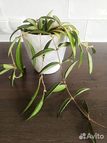 Хойя вайети