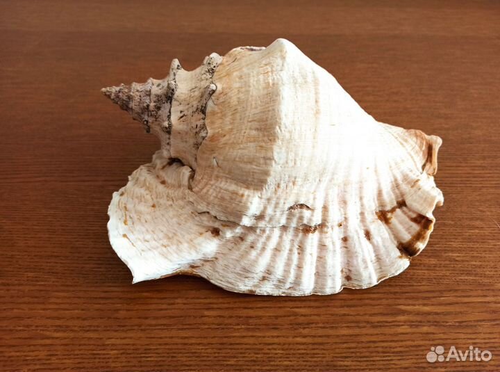 Ракушка океаническая, Куба